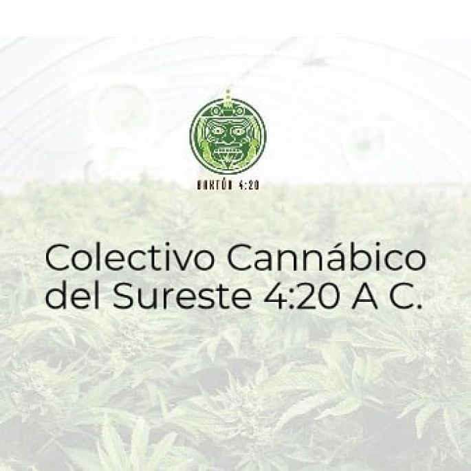 Nace la primera Asociación Civil Cannábica en el Sureste
