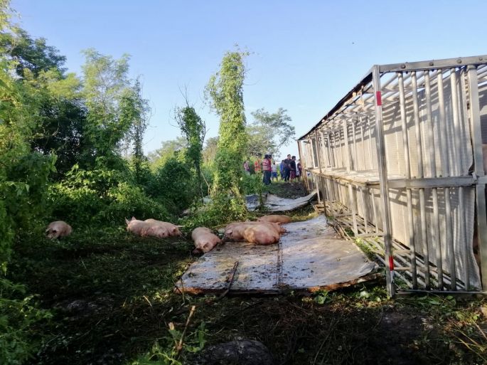 Tráiler cargado de cerdos vuelca en la Mérida-Poxilá