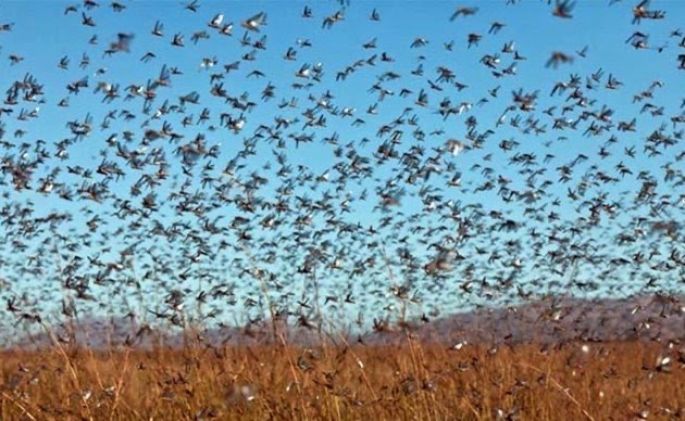 Ladrones y langostas, azote de vecinos del oriente de Yucatán  