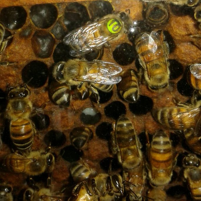 Egresado de la UADY gana el Premio Nacional de Entomología  