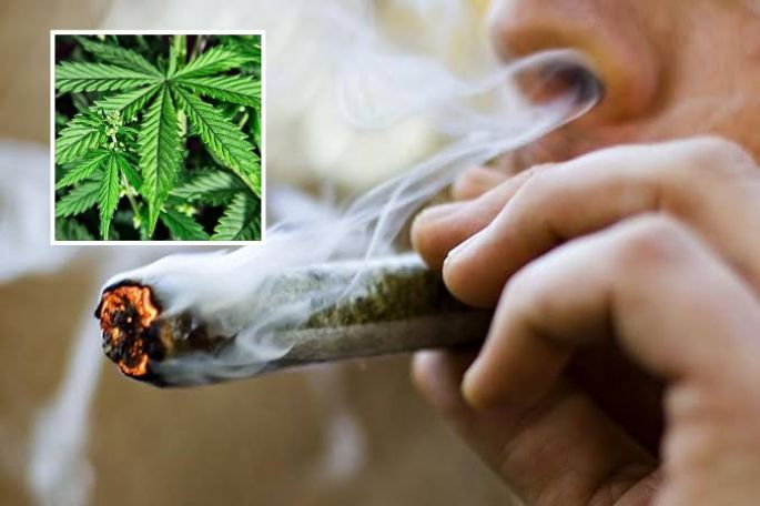 Aprueban por mayoría la Ley Federal para la Regulación del Cannabis