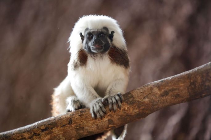 Nuevos inquilinos en el Parque Zoológico Del Centenario, producto de un intercambio de especies