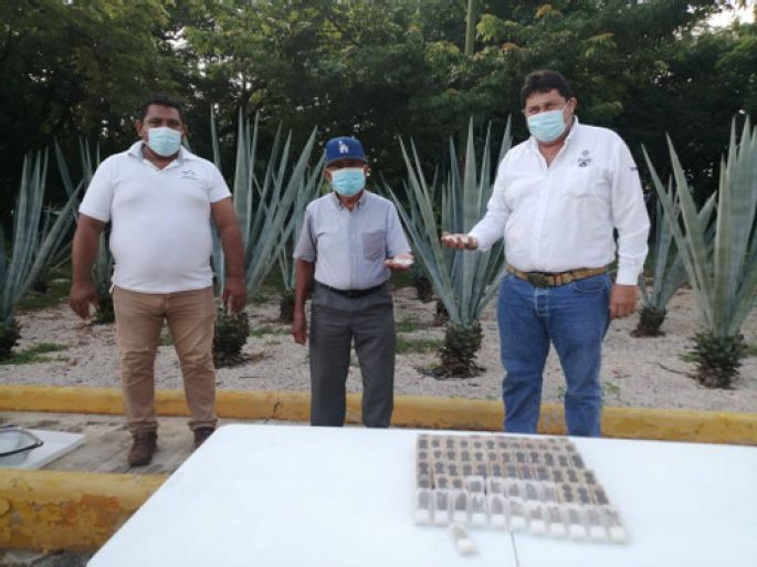 Entregan abejas reina a apicultores yucatecos de municipios afectados por el huracán Grace