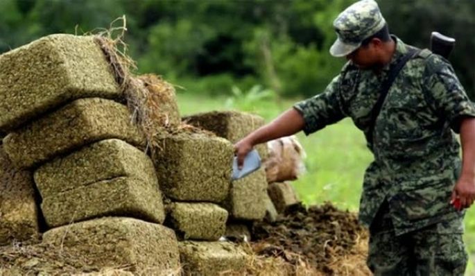 En 2020 se aseguró tonelada y media de mariguana en Yucatán