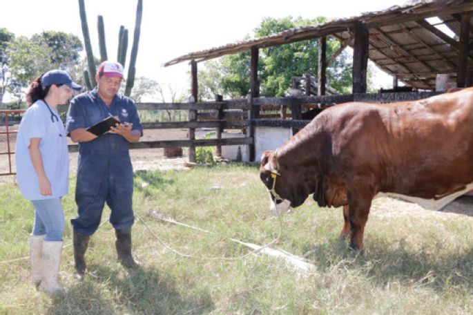 “Veterinario en tu rancho”, programa que apoya a pequeños productores ganaderos yucatecos