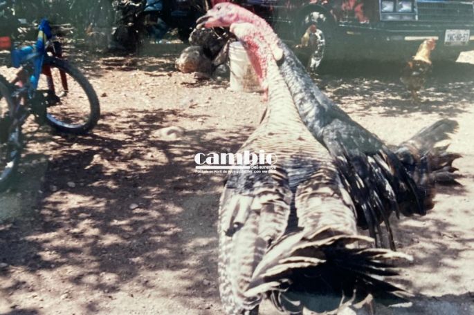 Los criadores de pavo en Yucatán, tuvieron buenas ventas esta Navidad
