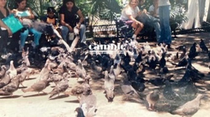 Las palomas en la Plaza Grande representan un problema de salud pública