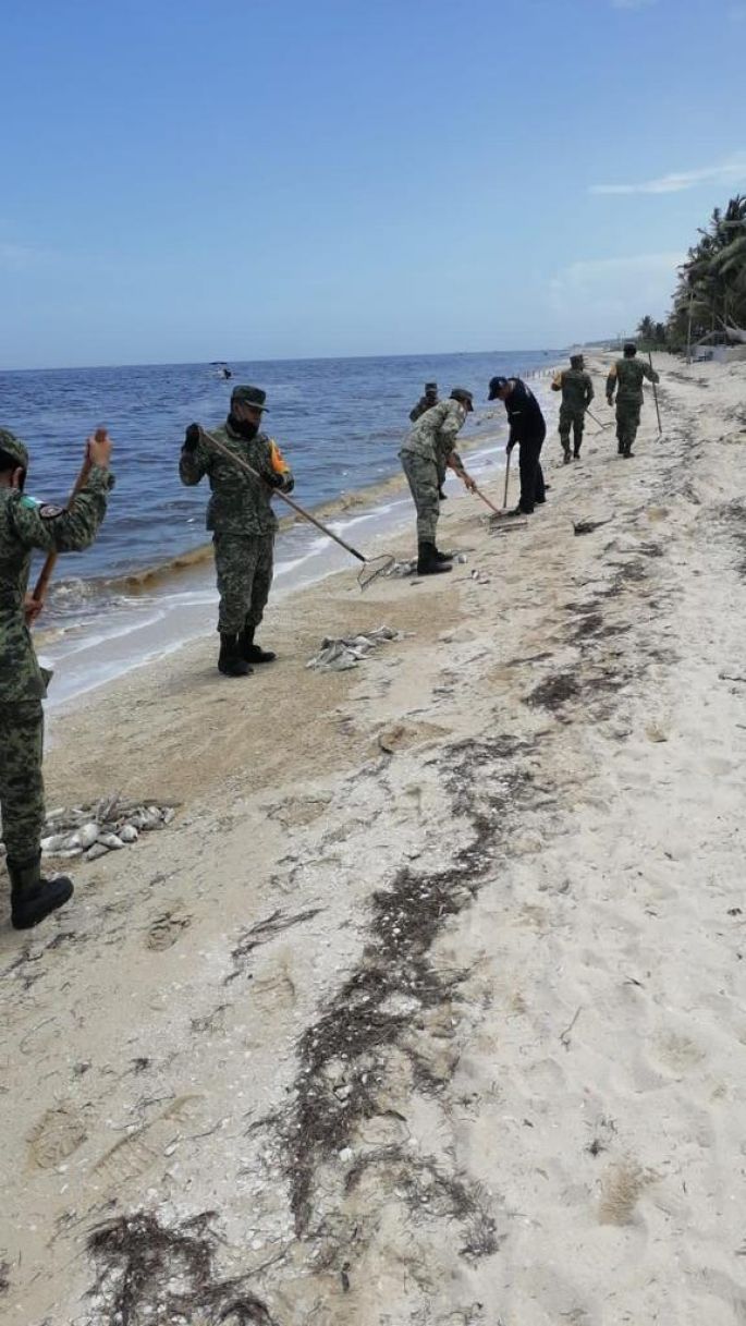 Siguen trabajos de recoja de especies marinas que recalan a la playa por marea roja
