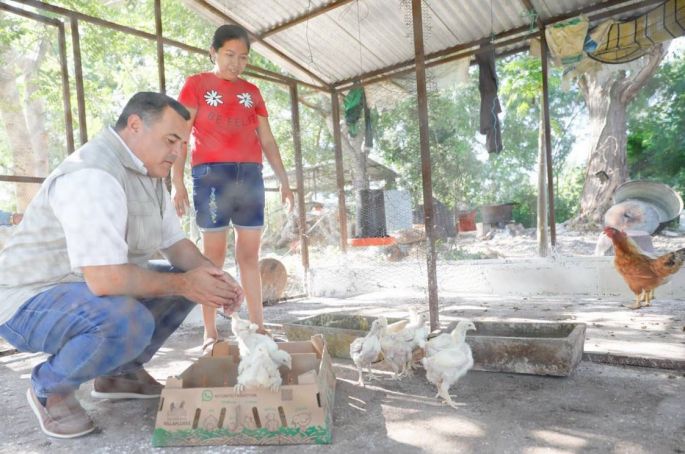 El Alcalde Renán Barrera fomenta la actividad avícola en las comisarías