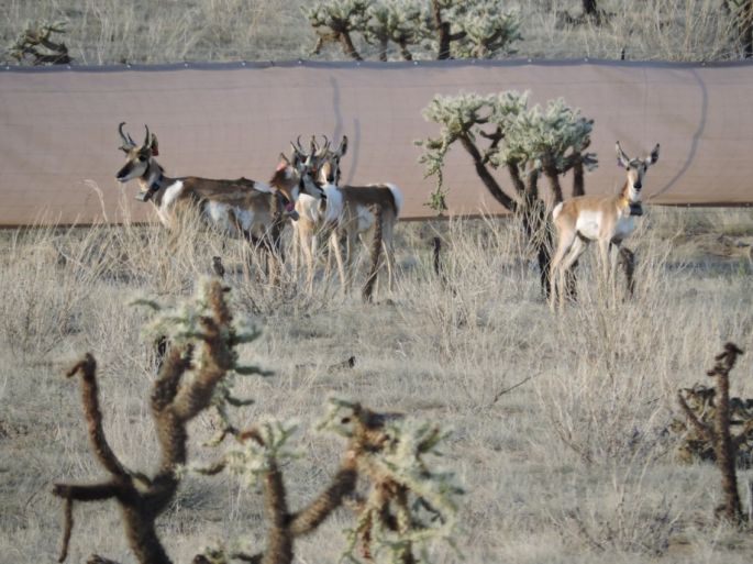 Llegan seis berrendos a la Reserva de la Biosfera El Pinacate y Gran Desierto de Altar