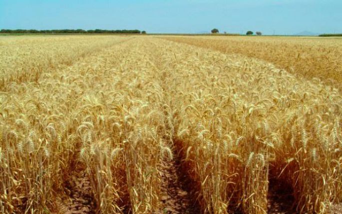 Exhorta Senado a garantizar un precio justo a la producción nacional de trigo 