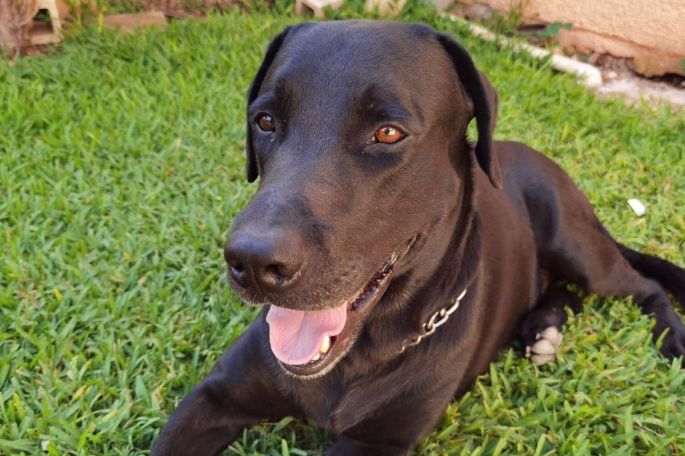 Emiten recomendaciones para evitar golpe de calor en mascotas
