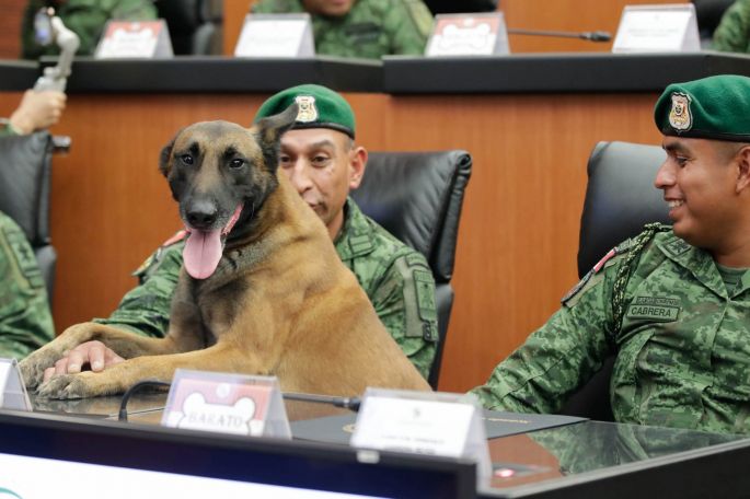 Por el Día del Perro, el Senado entregó reconocimientos a binomios caninos