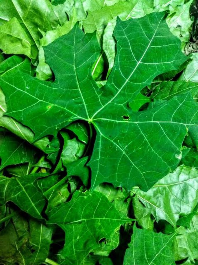 Fomentarán la Chaya como una alternativa para mejorar la alimentación 