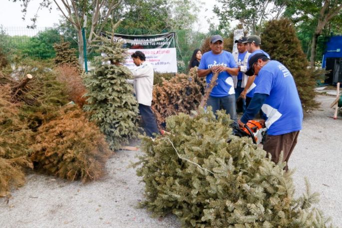 Finaliza la campaña “Recicla tu árbol y fertiliza tus parques” del Ayuntamiento de Mérida