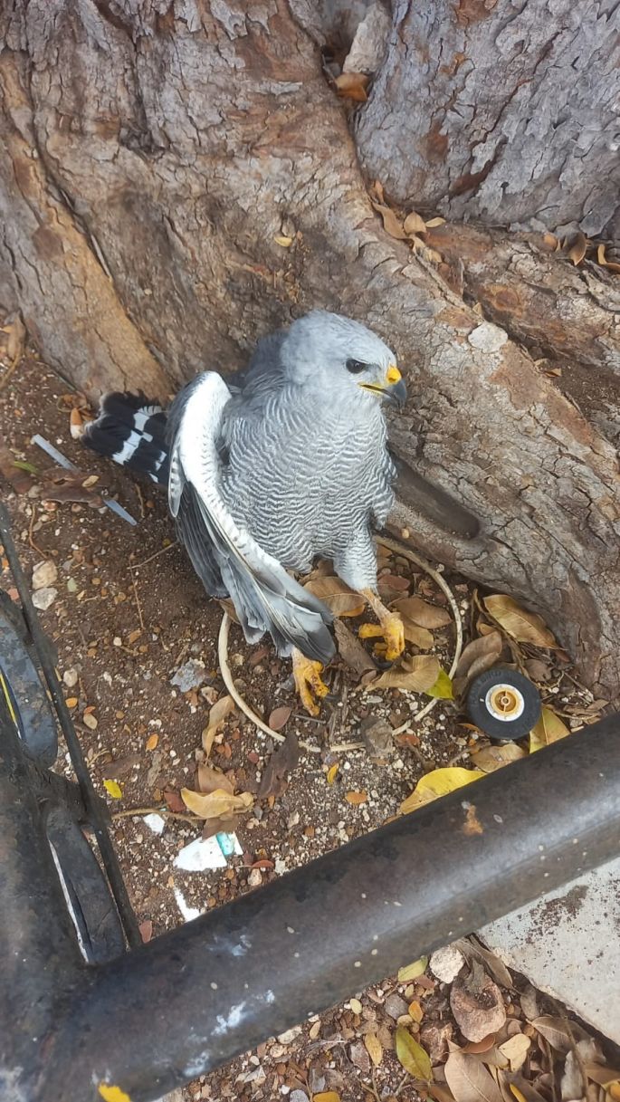 La Unidad de Protección Animal del Ayuntamiento de Mérida rescata ave lesionada