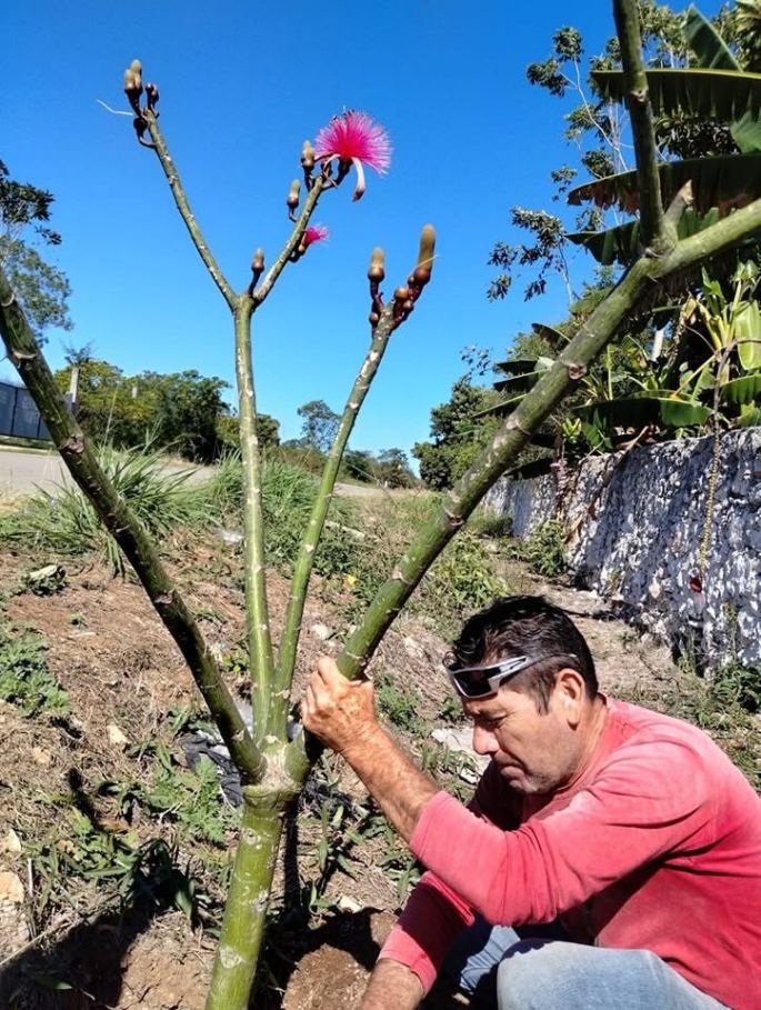 Reforestan y embellecen importante avenida de Oxkutzcab 