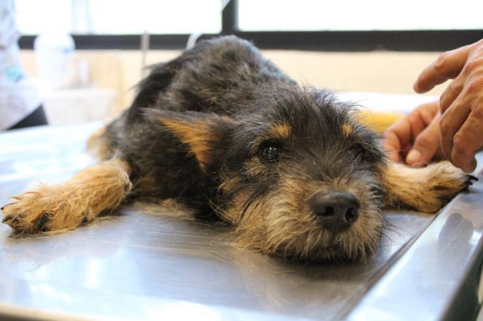 El Ayuntamiento de Mérida rescata a cuatro perritos en Ciudad Caucel y ratifica su compromiso contra el maltrato animal.