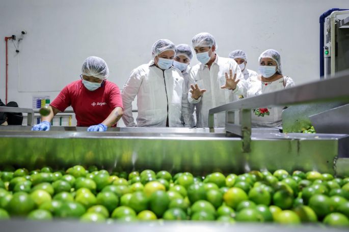 Yucatán reafirma su liderazgo nacional en la producción de limón persa