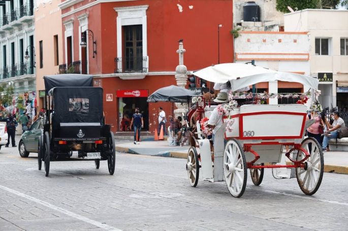Implementará Ayuntamiento plan para disminuir horas de trabajo y mejorar las condiciones de los caballos que tiran de calesas