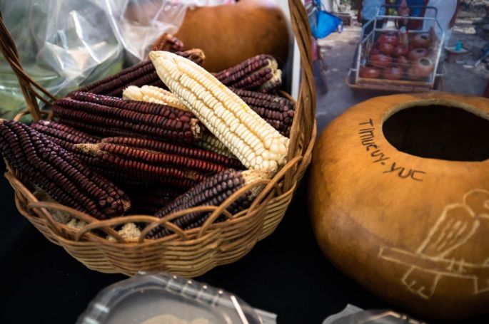 Promueven en Kantunil la milpa maya como herencia viva