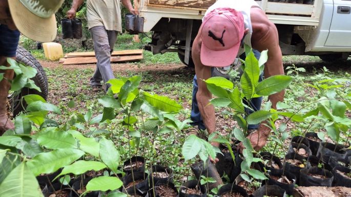Renacimiento Verde lleva árboles nativos a ranchos ganaderos del sur