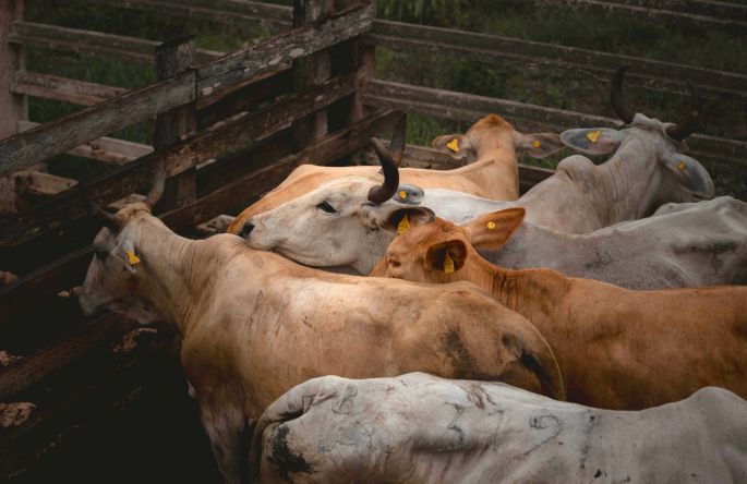 Seder y Senasica refuerzan vigilancia sanitaria en Yucatán