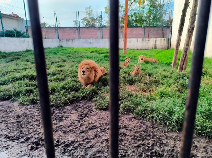 Profepa apoya a Fiscalía del Estado de México en el rescate y traslado de 4 leones