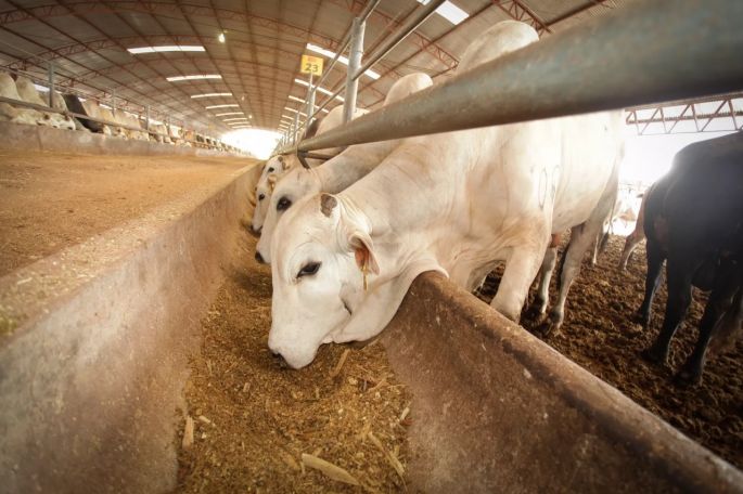 Ya son 481 casos confirmados de gusano barrenador en Yucatán 
