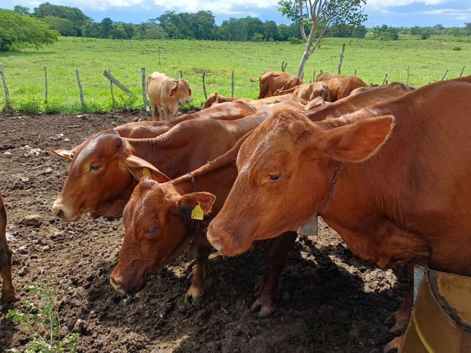 Se detectan 71 nuevos casos de gusano barrenador en la última semana en Yucatán; ya son 658 registrados en todo el Estado