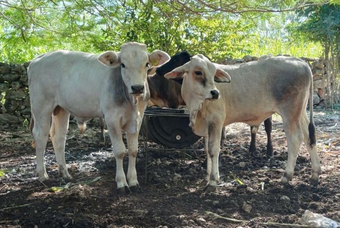Ya son 866 casos de gusano barrenador en Yucatán 