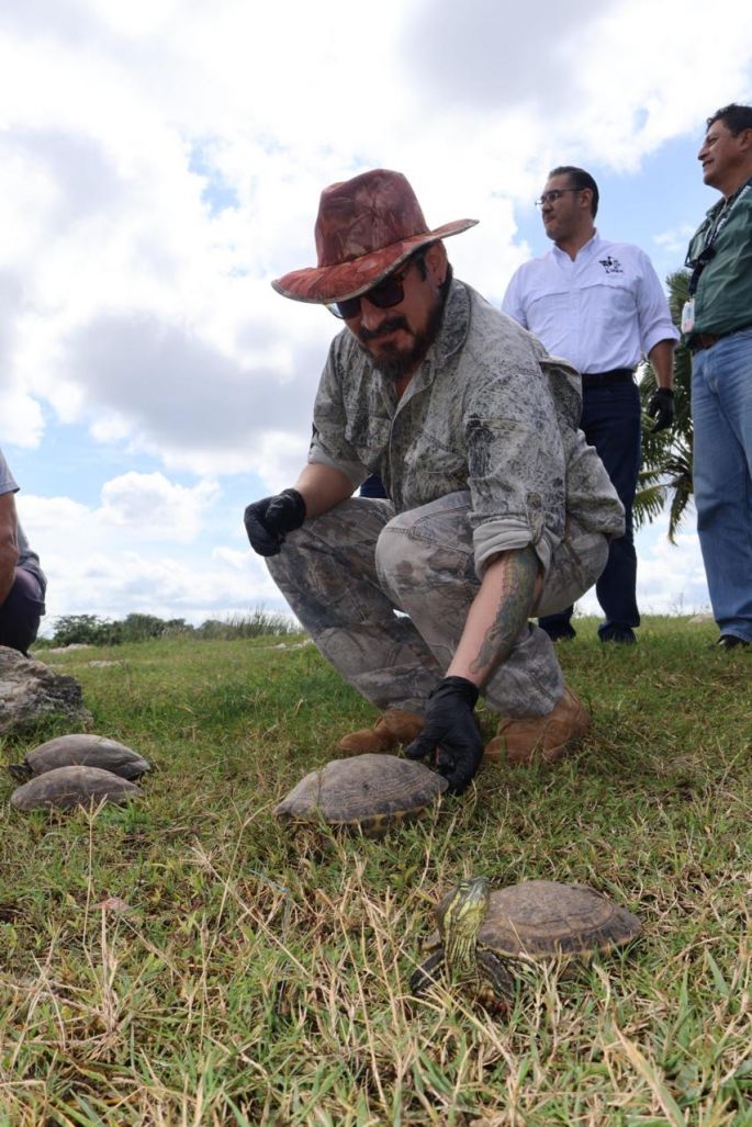 Impulsan conservación activa de vida silvestre con translocación de 90 tortugas