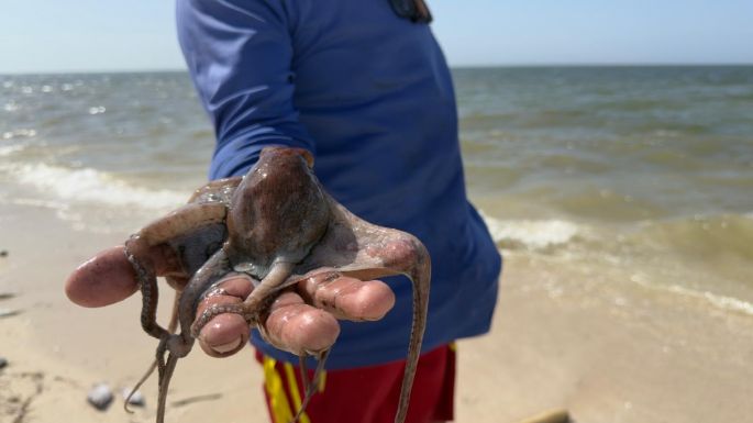 Aseguran que disminuyó la pesca furtiva en la temporada de captura