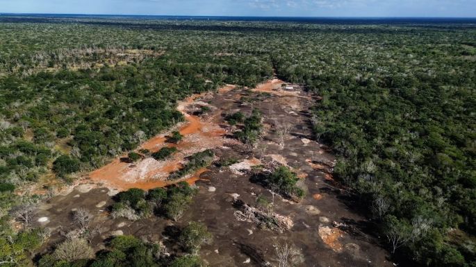 Profepa clausura predio en Kinchil por cambio ilegal de uso de suelo forestal