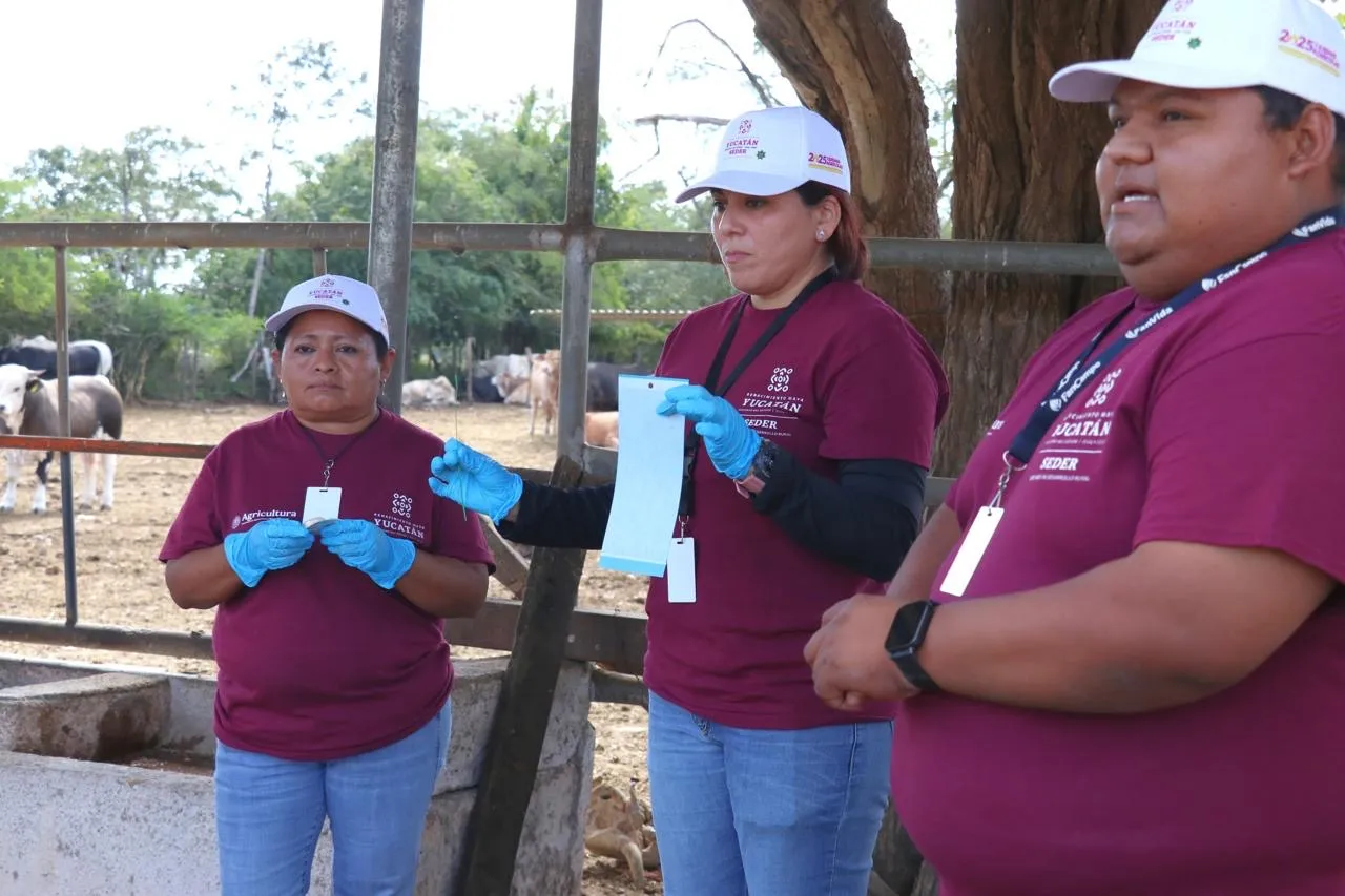 En marcha brigadas del Plan Piloto para la Supresión del Gusano Barrenador del Ganado en Yucatán
