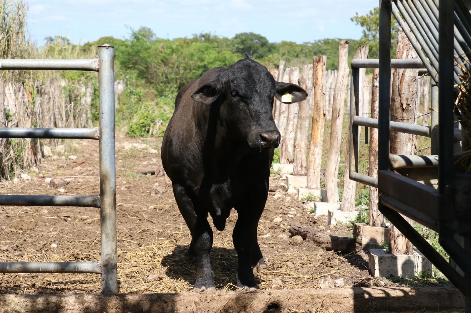 Suman 1,598 casos de gusano barrenador en Yucatán; 42 continúan activos