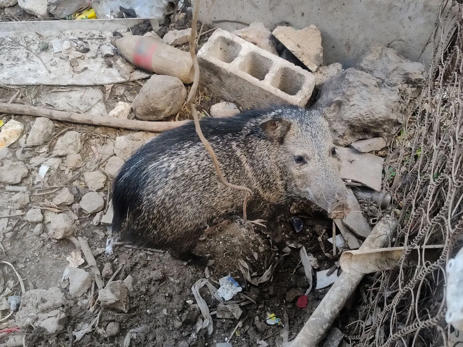 Yucatán encabeza decomiso de fauna en siete estados