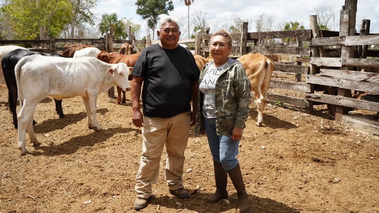 Renace la ganadería de Yucatán con el rescate de vientres